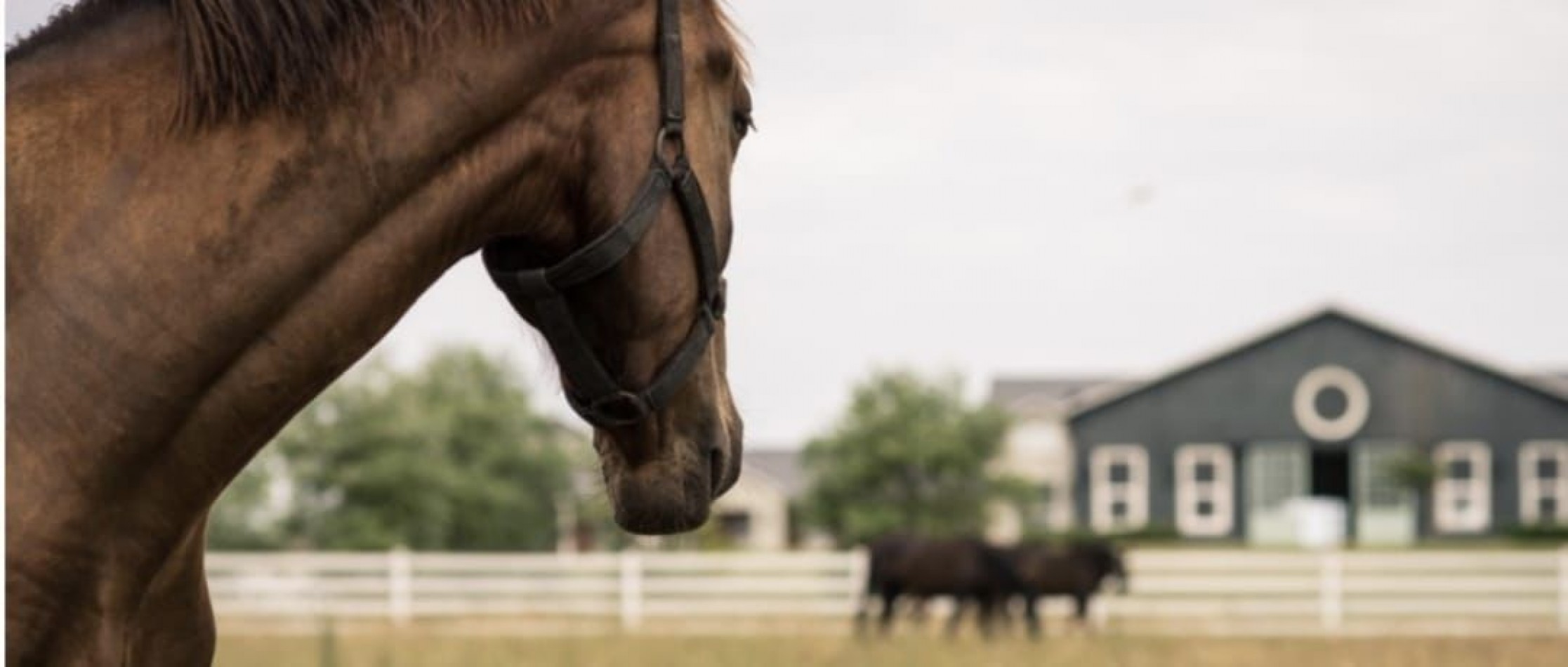 EXCELENTE LOTE CASONAS DEL HARAS LAS LOMADAS