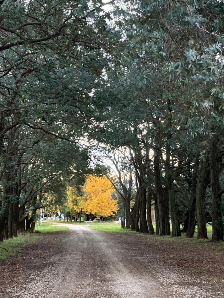 VENTA DE HERMOSO LOTE DE PINARES DE SANTA CLARA