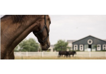 EXCELENTE LOTE CASONAS DEL HARAS LAS LOMADAS